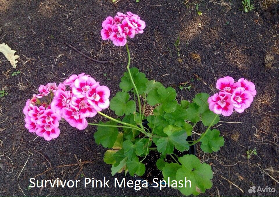 Пеларгония survivor pink mega splash купить на Зозу.ру - фотография № 2