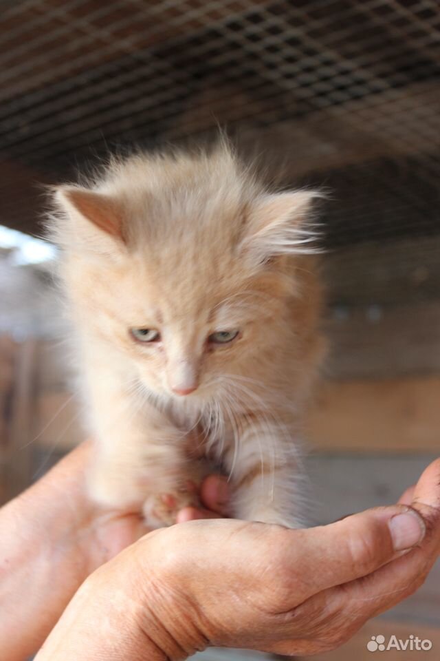Котёнок в дар купить на Зозу.ру - фотография № 3