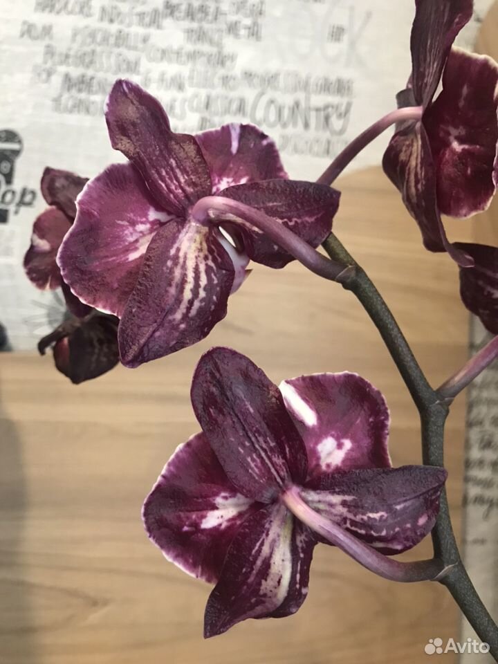 Орхидея фаленопсис купить на Зозу.ру - фотография № 3