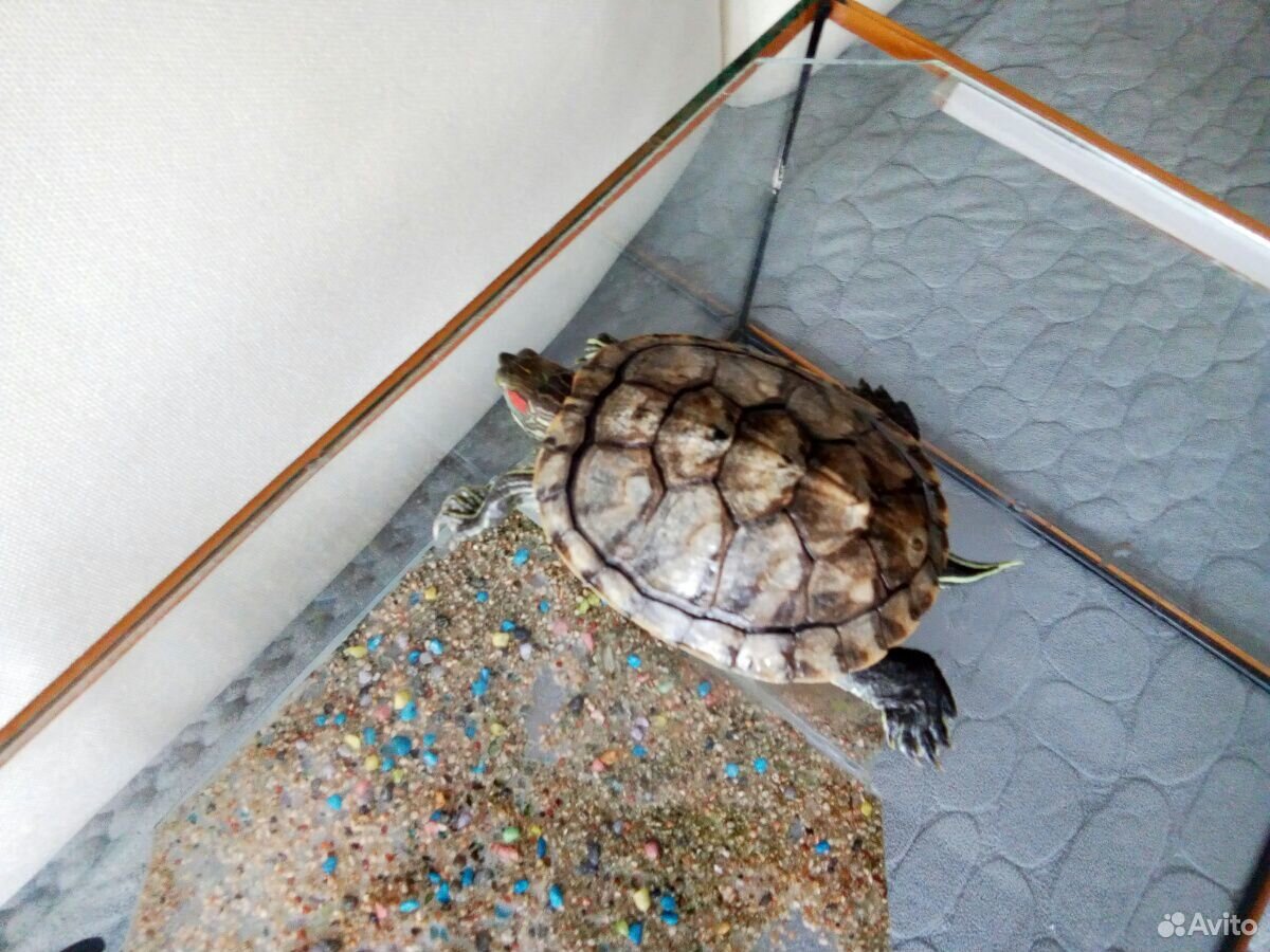 Черепаха с аквариумом, фильтром и обогревателем купить на Зозу.ру - фотография № 3