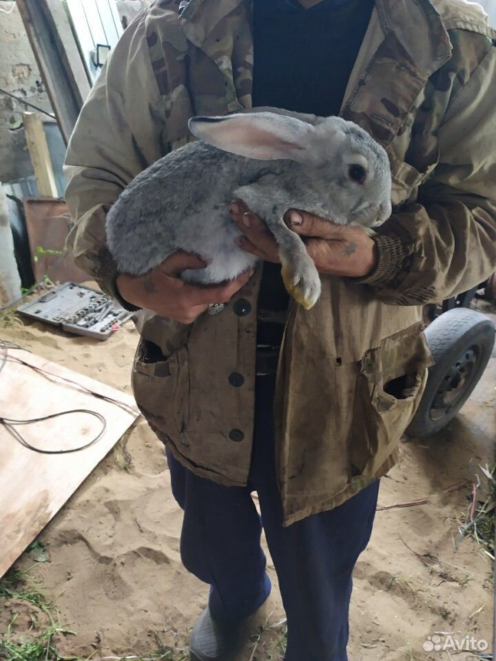Кролики. Все самки. Цена за одну крольчиху купить на Зозу.ру - фотография № 9