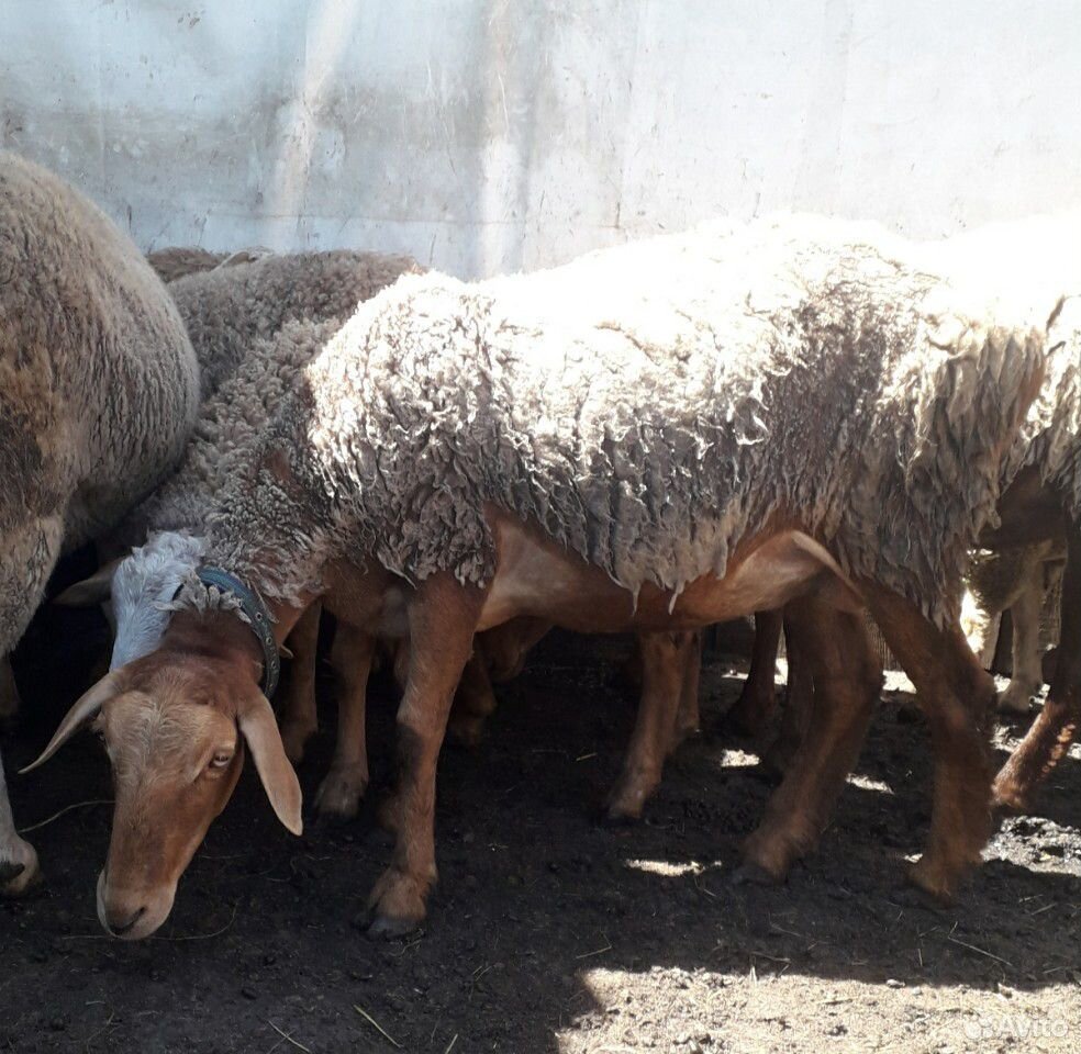 Баран,ярки,овцы купить на Зозу.ру - фотография № 7