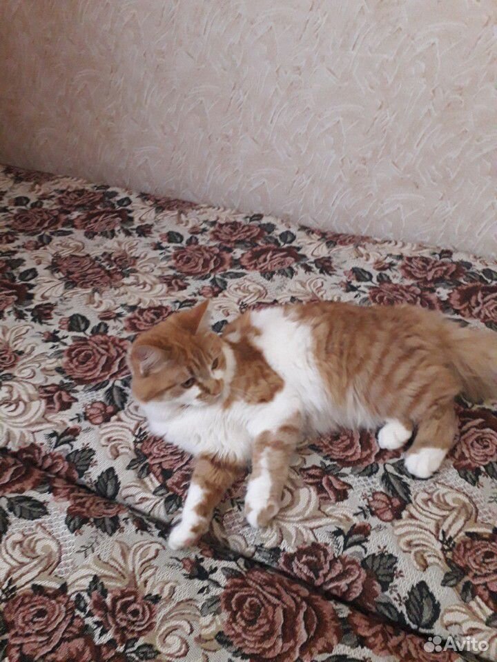 Кошка рыжа-белая купить на Зозу.ру - фотография № 2
