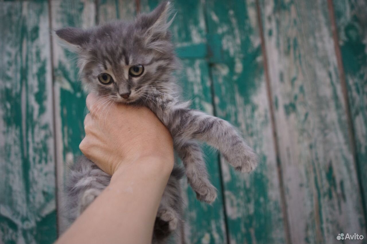 Кошечка в добрые руки купить на Зозу.ру - фотография № 5