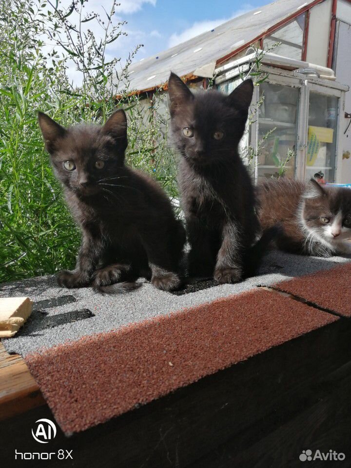 Котятки купить на Зозу.ру - фотография № 6
