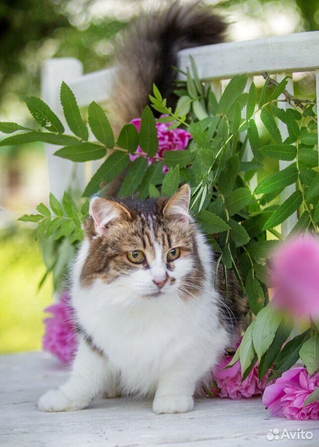 Красивая и благородная кошка купить на Зозу.ру - фотография № 6