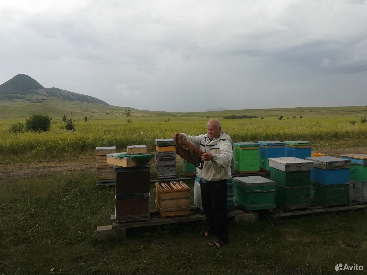 Пчелы продается пасика купить на Зозу.ру - фотография № 1