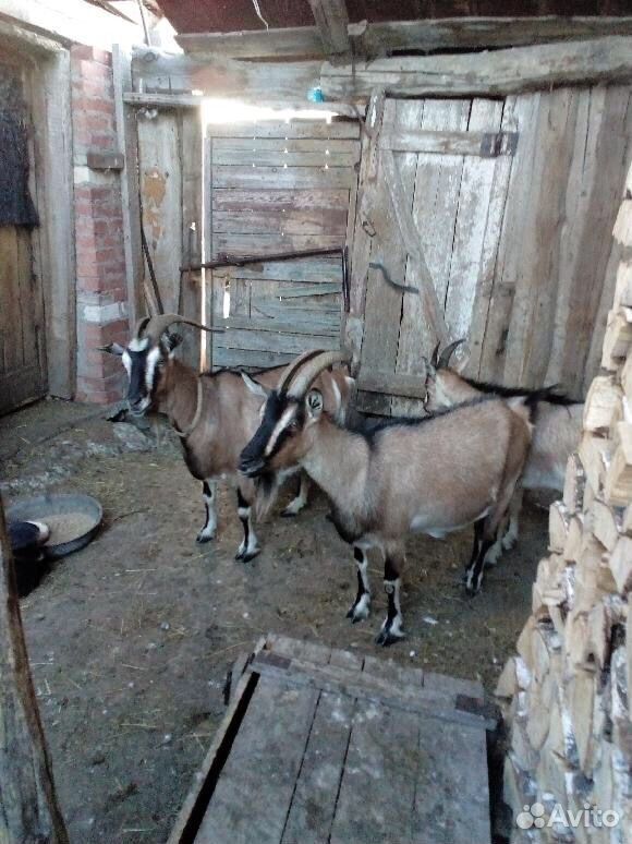 Молочные козы купить на Зозу.ру - фотография № 1