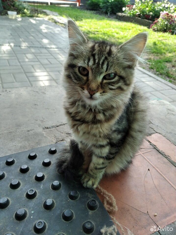 Котенок купить на Зозу.ру - фотография № 5