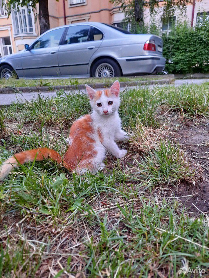 Бело-рыжая кошка - денежная кошка купить на Зозу.ру - фотография № 5