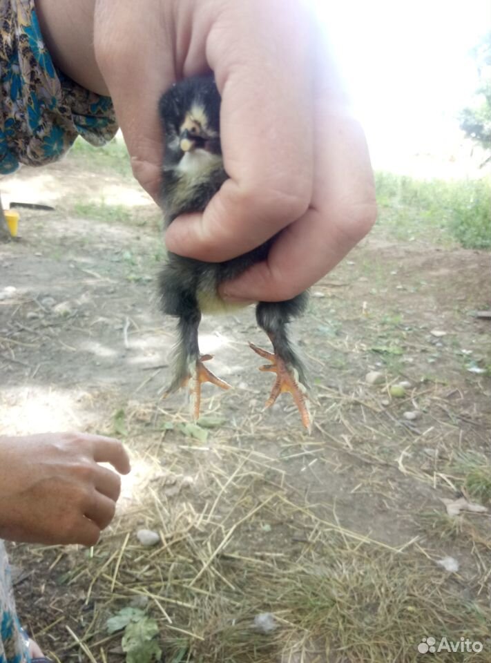 Квочка с цыплятами (10-12 цыплят ) купить на Зозу.ру - фотография № 5