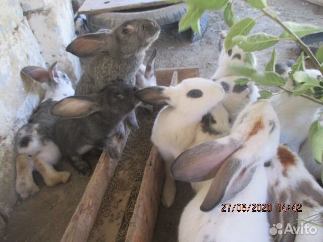Продам кроликов купить на Зозу.ру - фотография № 6