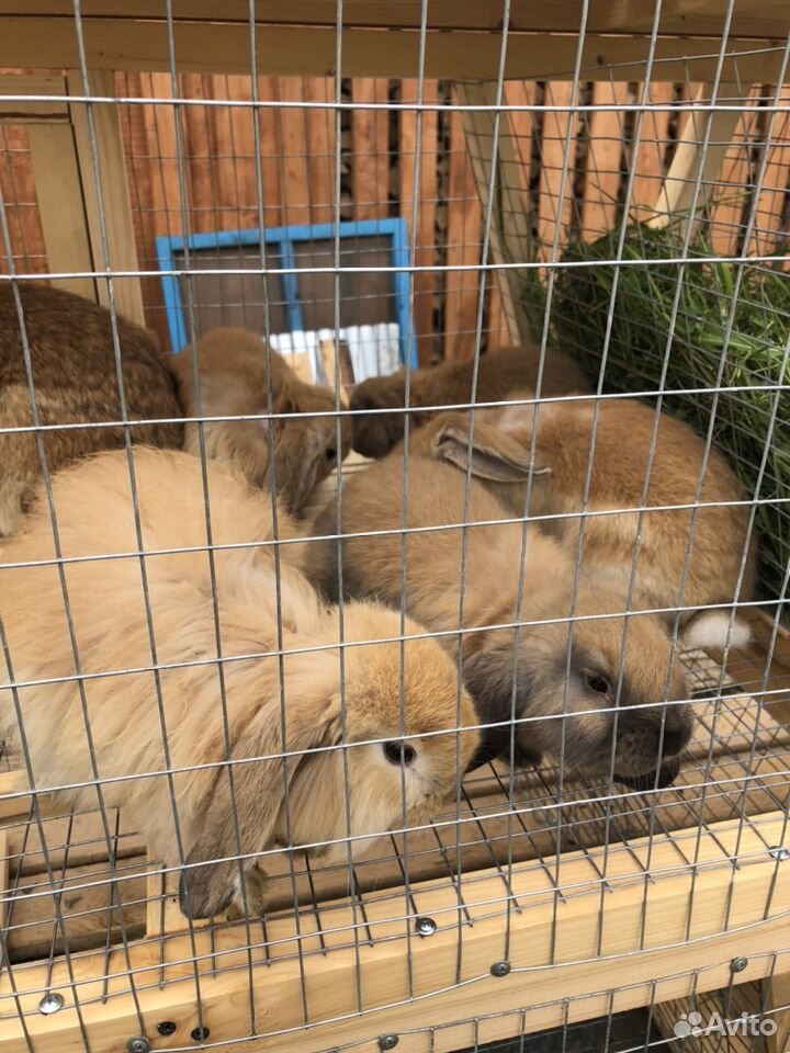Кролики французский баран купить на Зозу.ру - фотография № 5