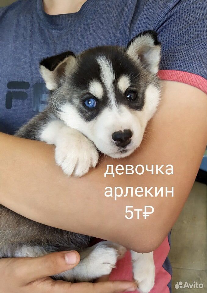 Самые добрые собаки купить на Зозу.ру - фотография № 1