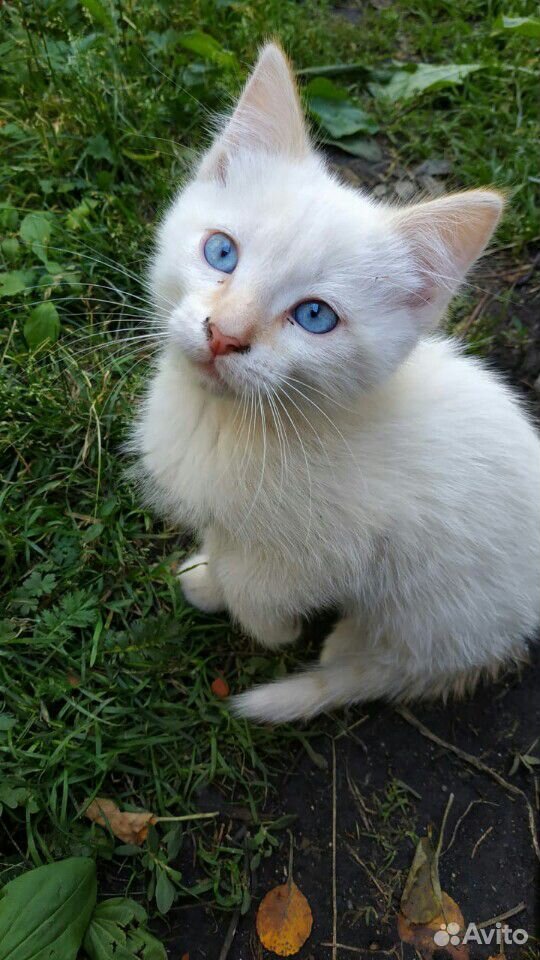 Котенок белый трёхшерстная серая купить на Зозу.ру - фотография № 9