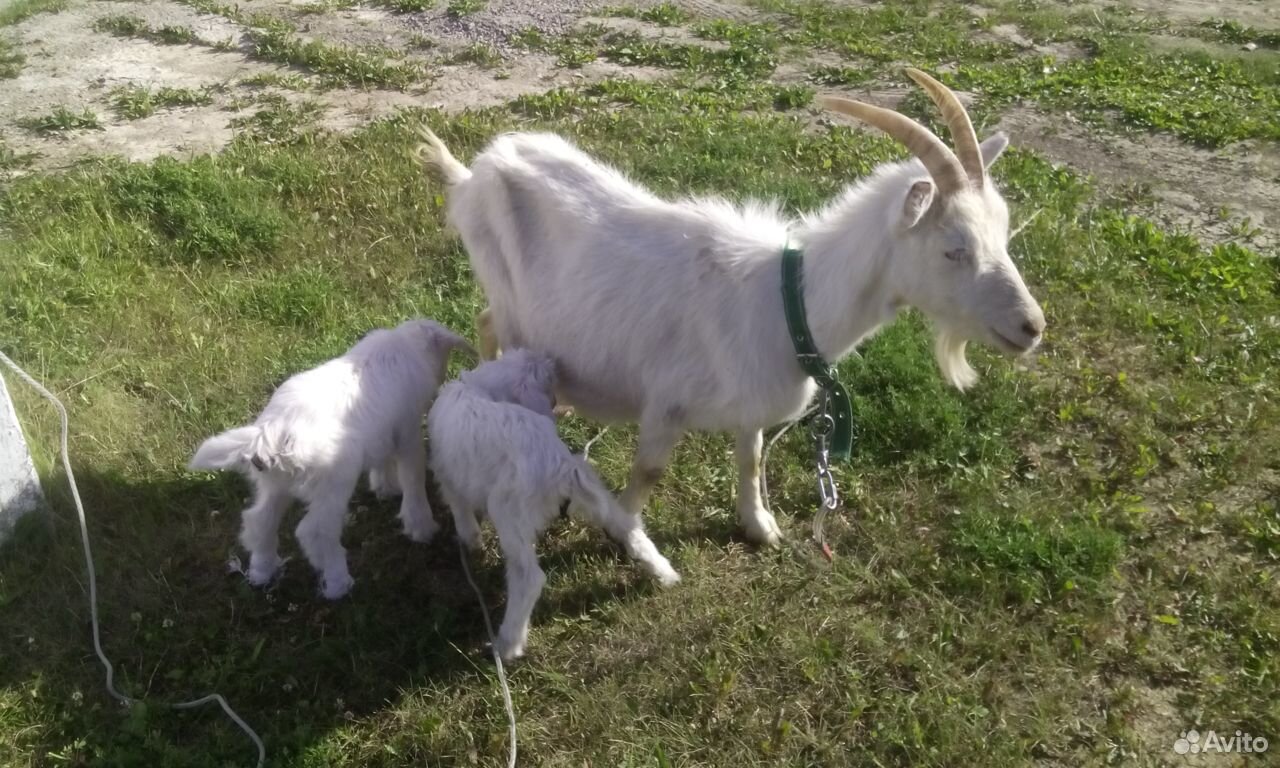 Очень хорошие молочные дойные козы, козочка и козе купить на Зозу.ру - фотография № 3