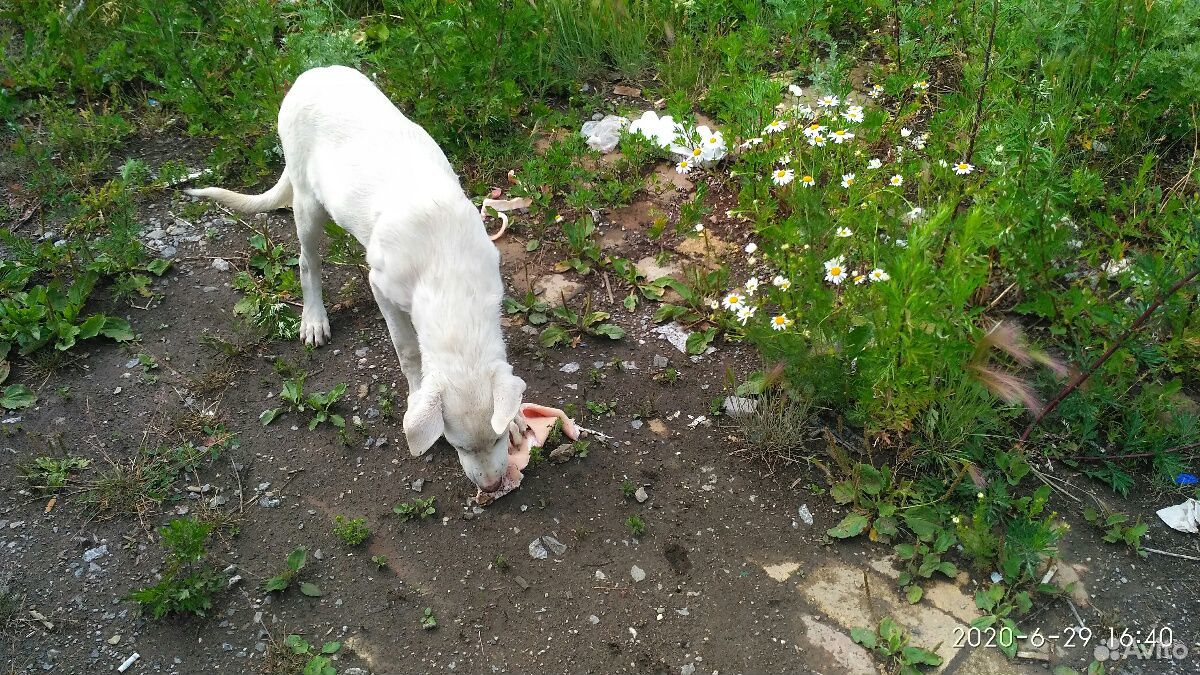 Белый щенок ждёт своего хозяина купить на Зозу.ру - фотография № 3