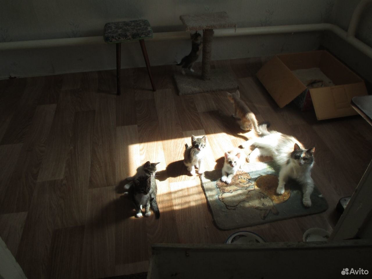 Котята различные купить на Зозу.ру - фотография № 3