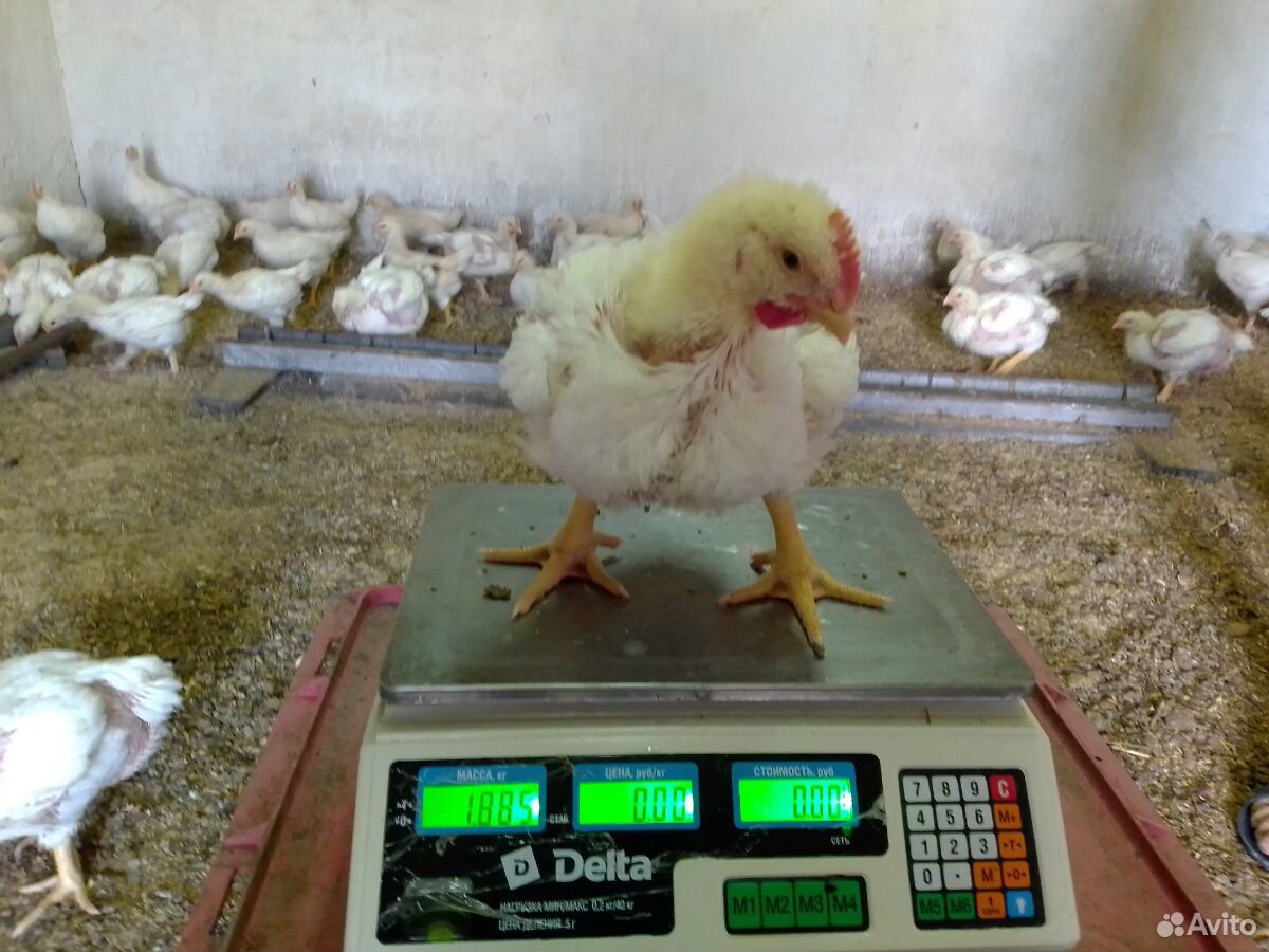 Цыплята бройлер кобб 500 возраст 28 дней купить на Зозу.ру - фотография № 1