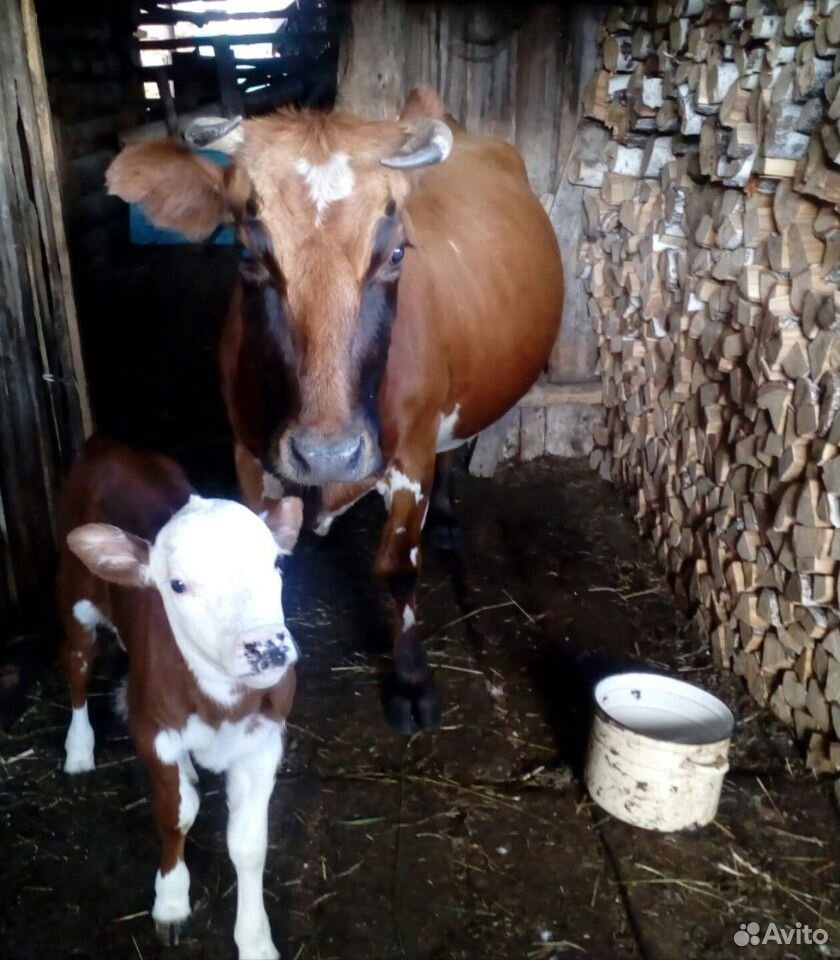 Продам корову с теленком купить на Зозу.ру - фотография № 2