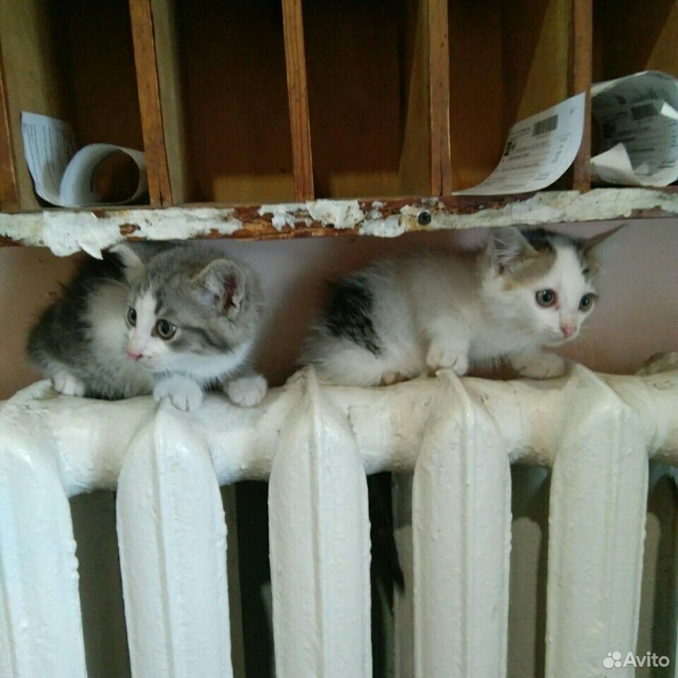 2 кота купить на Зозу.ру - фотография № 1