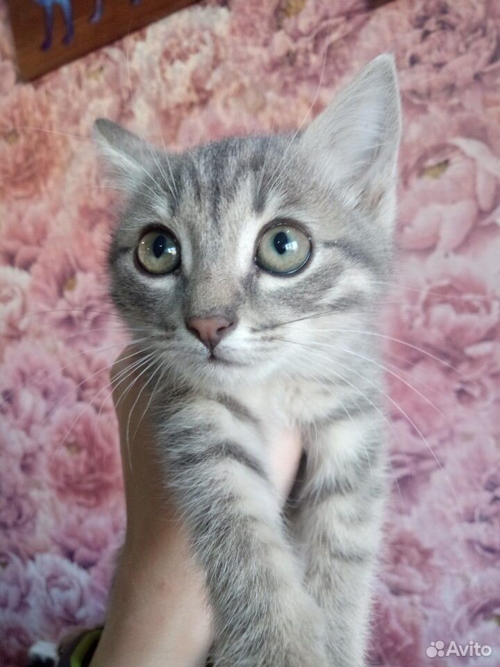 Кошка котенок купить на Зозу.ру - фотография № 1