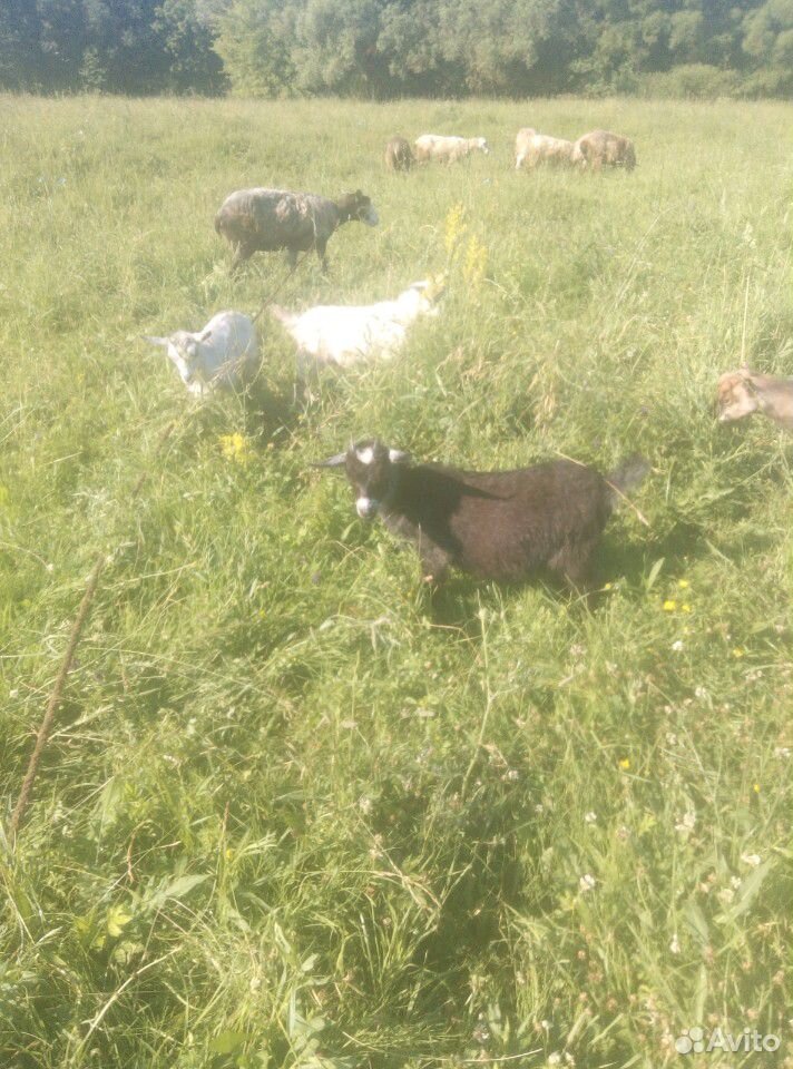 Продаются животные козы телка овцы купить на Зозу.ру - фотография № 4