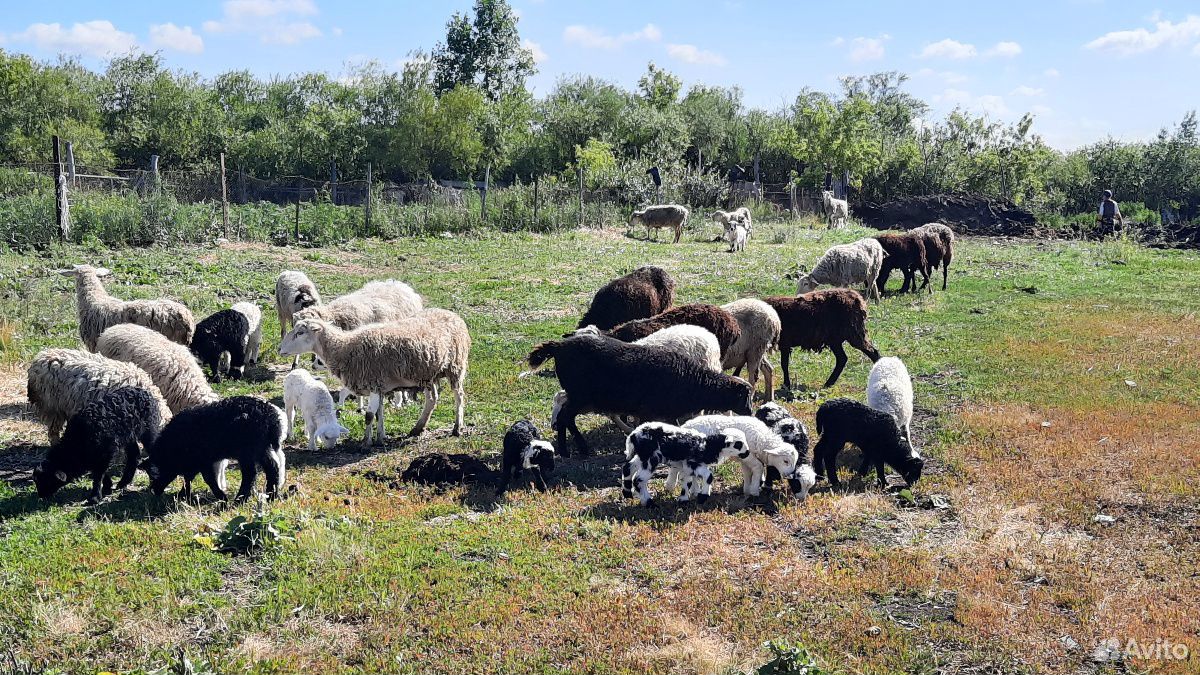 Овцы с ягнятами купить на Зозу.ру - фотография № 9