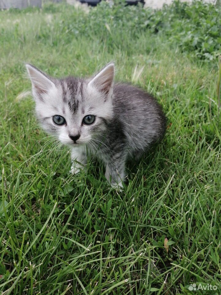 Котятам 1,5 месяца, ищут дом купить на Зозу.ру - фотография № 6