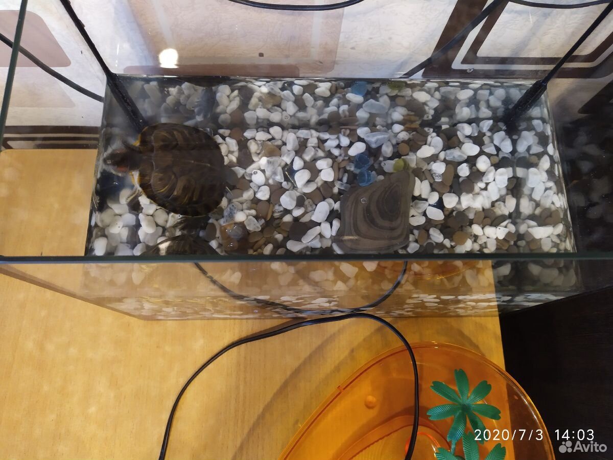 2 красноухие черепахи +набор для черепах+террариум купить на Зозу.ру - фотография № 6