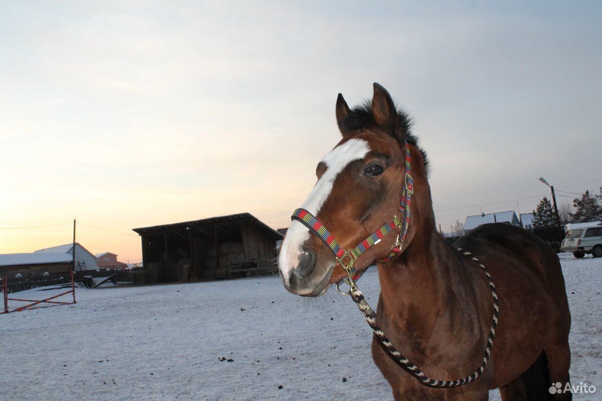 Продажа лошади купить на Зозу.ру - фотография № 6
