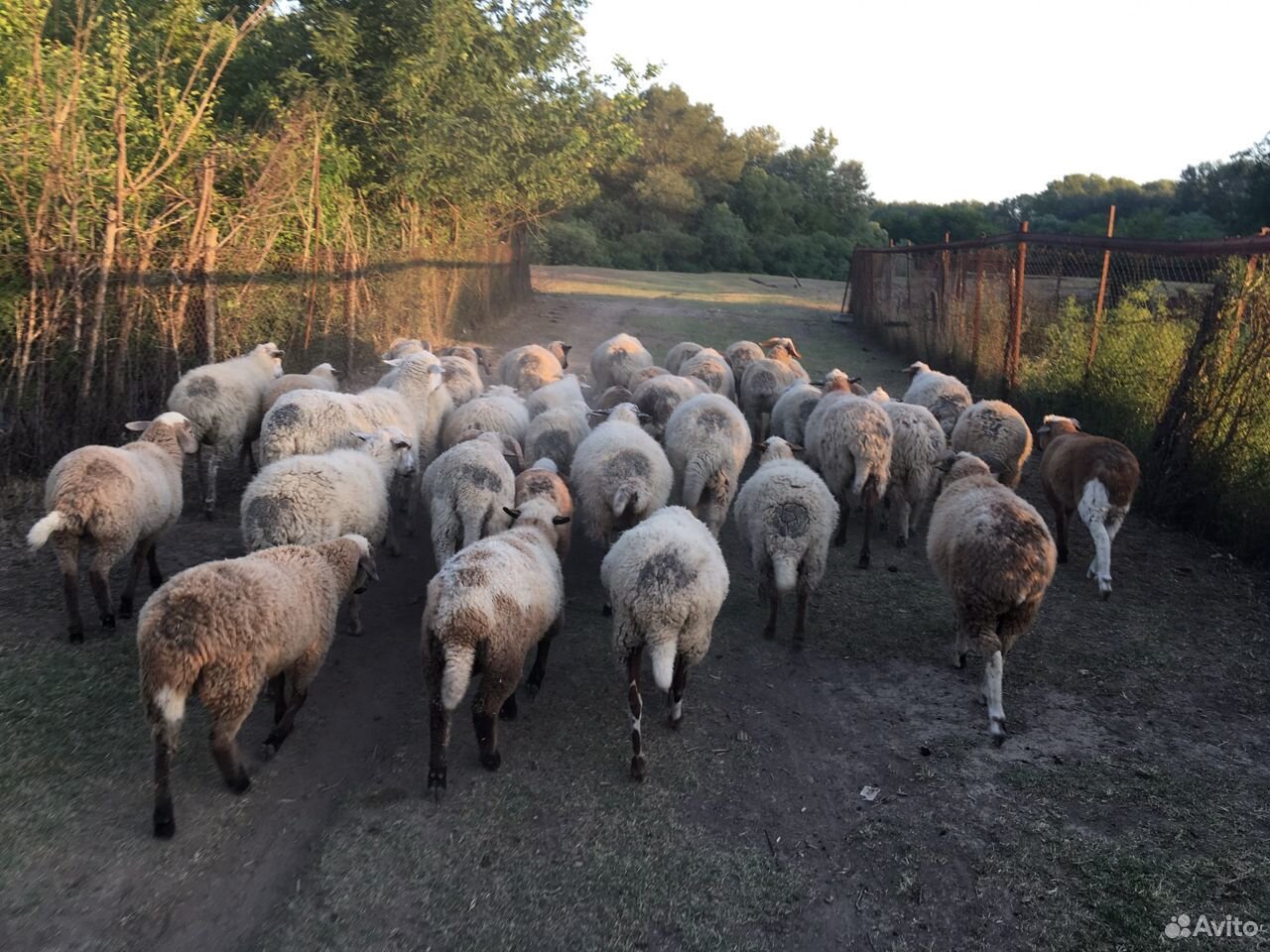 Продаю овцы с ягнятами купить на Зозу.ру - фотография № 2