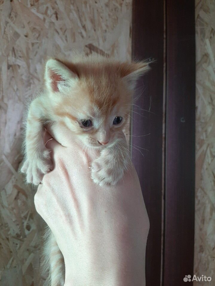 Котята в добрые руки купить на Зозу.ру - фотография № 4