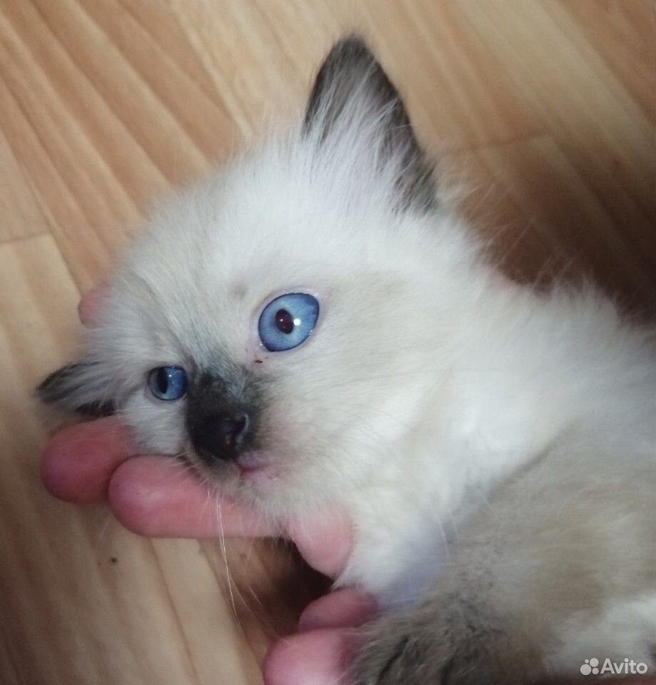3 котёнка по 1 месяцу купить на Зозу.ру - фотография № 4