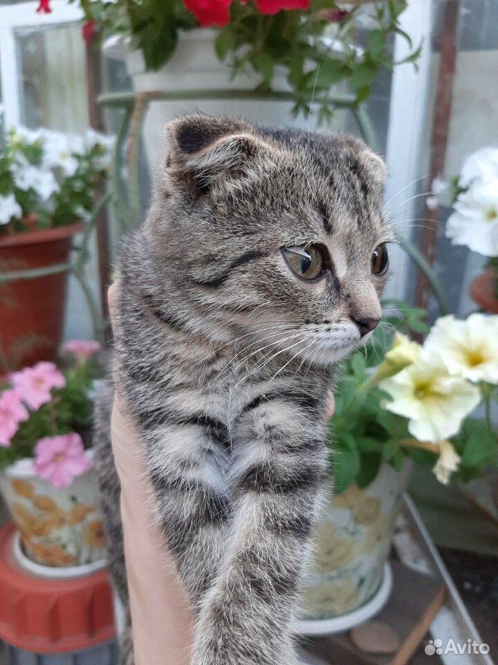 Вислоухий котенок девочка купить на Зозу.ру - фотография № 3