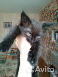 Котёнок мальчик купить на Зозу.ру - фотография № 1
