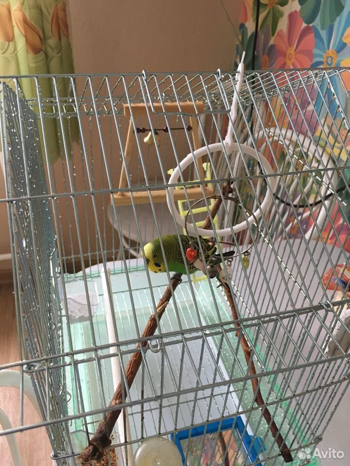 Продам волнистого попугая купить на Зозу.ру - фотография № 5