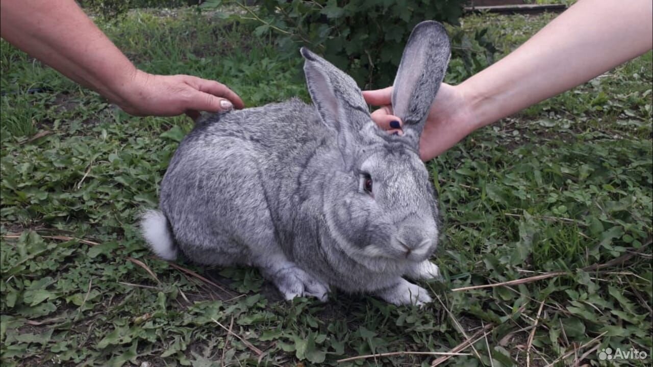 Кролик породы Фландр купить на Зозу.ру - фотография № 1