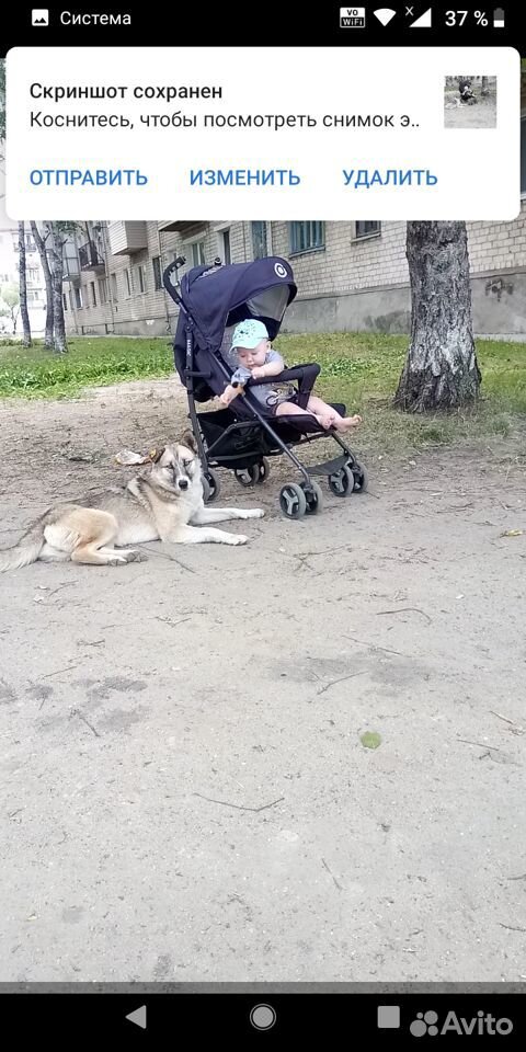 Отдам собаку купить на Зозу.ру - фотография № 1