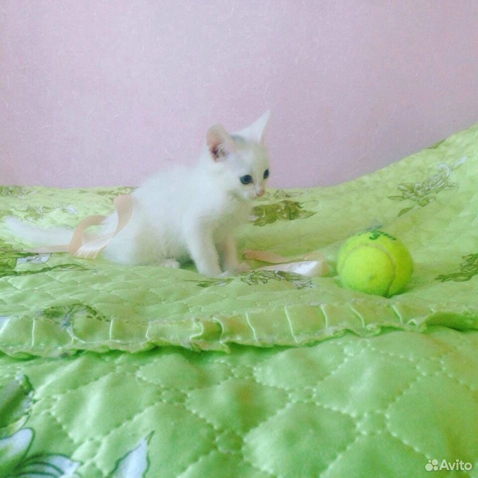 Котенок Снежинка купить на Зозу.ру - фотография № 5