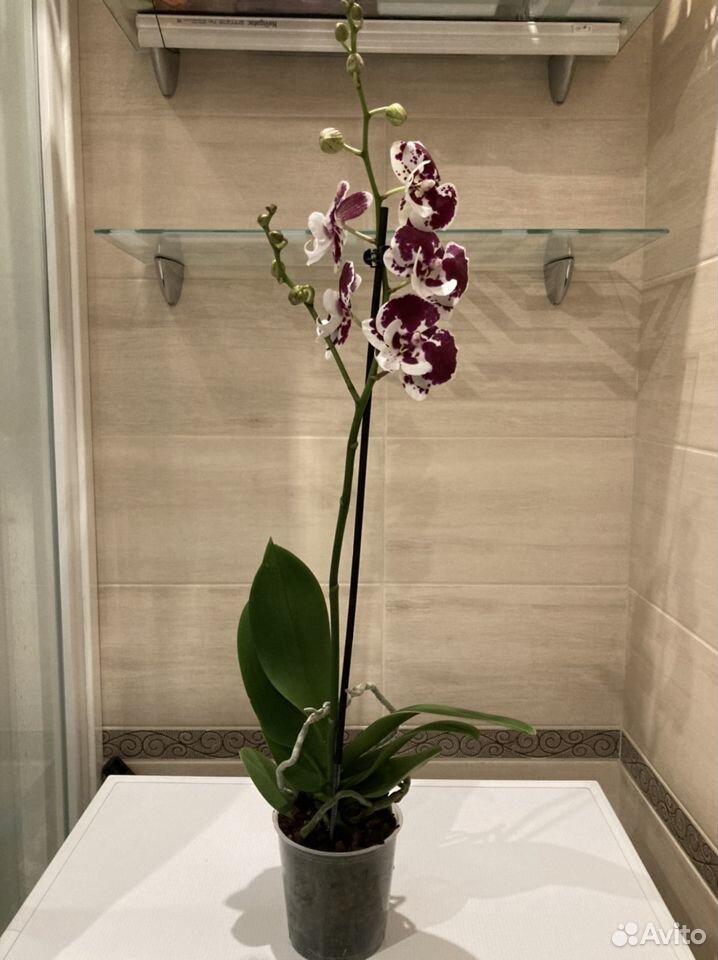 Орхидея (цветёт) фаленопсис Биг лип Бордо купить на Зозу.ру - фотография № 2