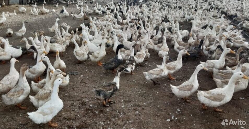 Башкирские утки живым весом до 2,7 кг купить на Зозу.ру - фотография № 2