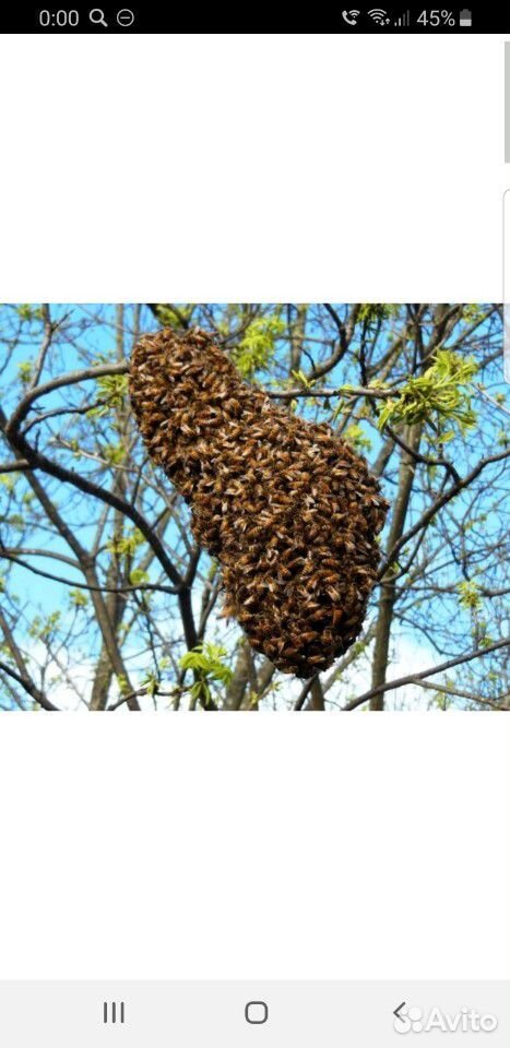 Сниму рой пчелы купить на Зозу.ру - фотография № 1