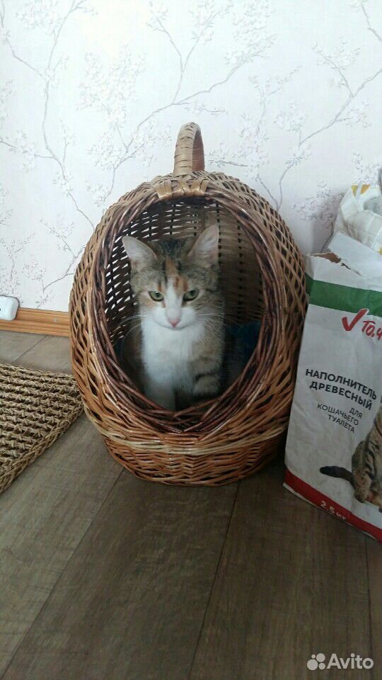 Кошка Сонечка купить на Зозу.ру - фотография № 4