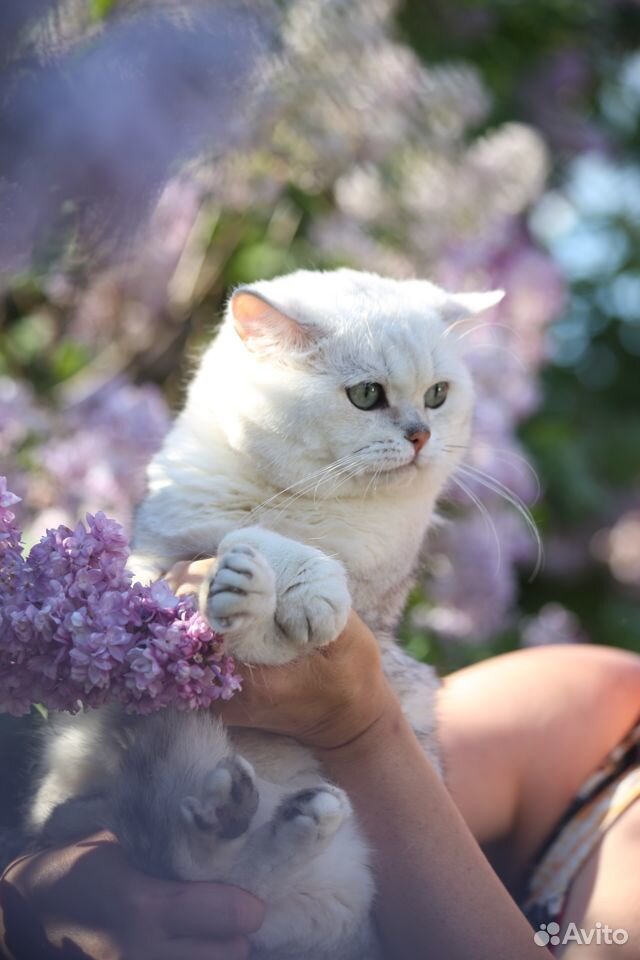 Британский кот серебристая шиншилла.Вязка купить на Зозу.ру - фотография № 1