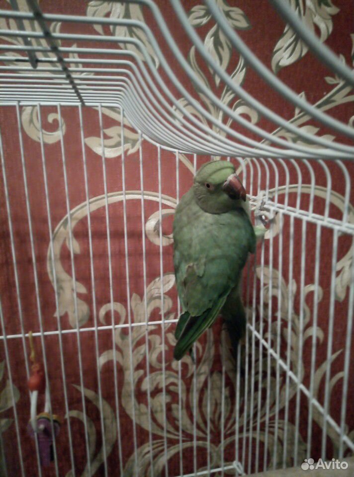 Ожереловый попугай купить на Зозу.ру - фотография № 3