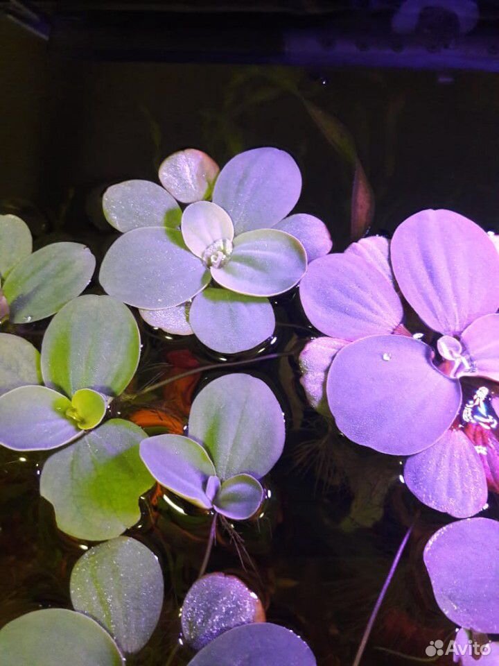 Растения в аквариум купить на Зозу.ру - фотография № 1