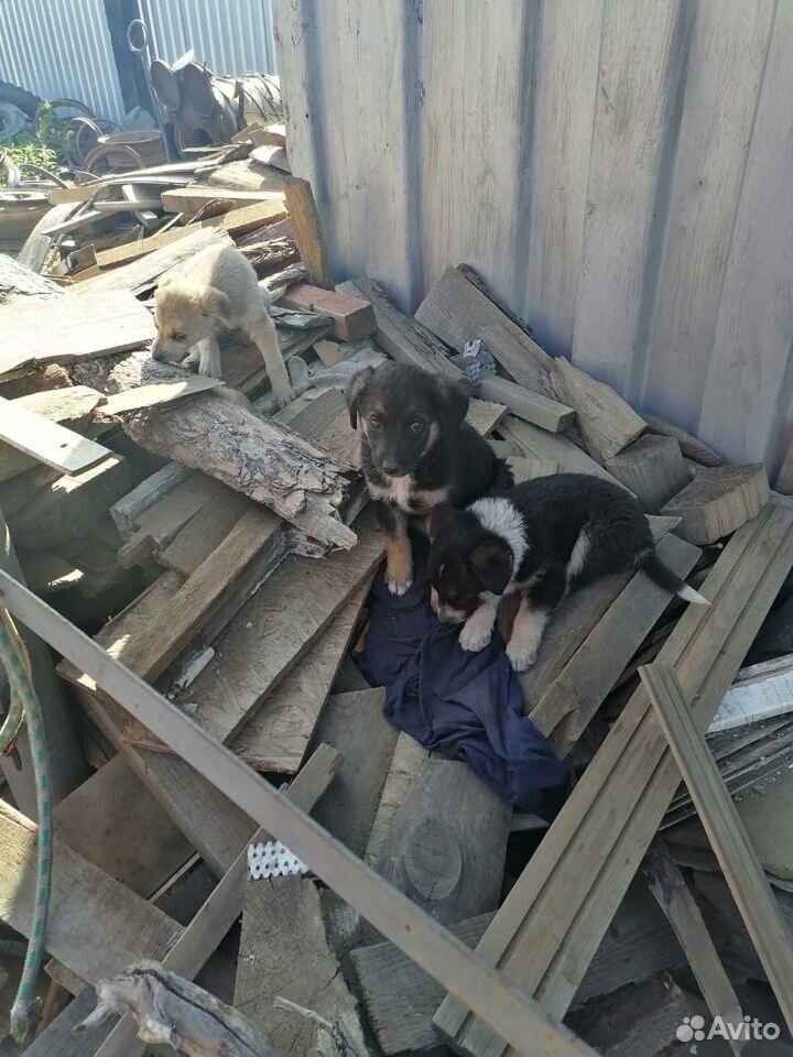 Красивые щенята ищут дом купить на Зозу.ру - фотография № 2