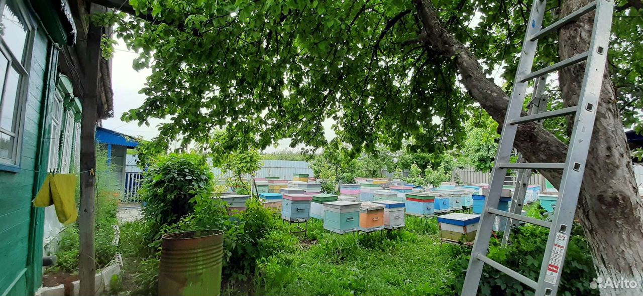Мёд натуральный цветочный купить на Зозу.ру - фотография № 1