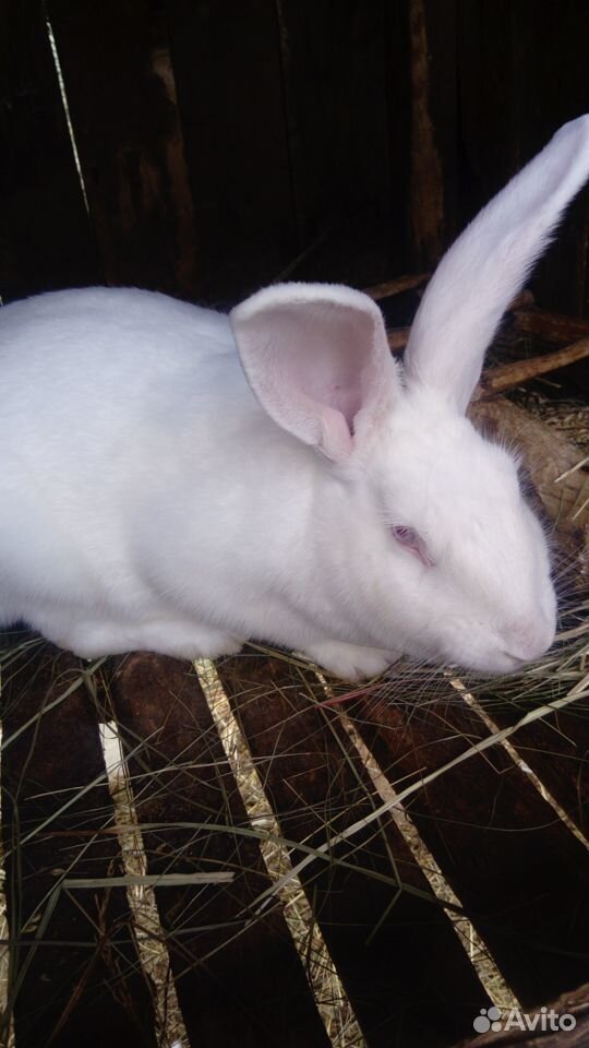 Кролики породы белый паннон купить на Зозу.ру - фотография № 8